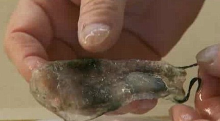 神秘海洋怪物:从透明虾到巨型大王乌贼