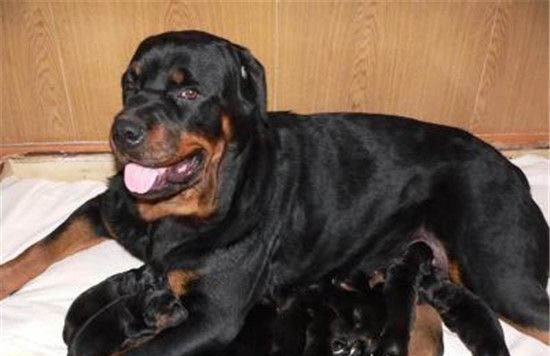 全世界十大最凶猛的狗排行 藏獒仅排第二