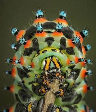 十大怪异昆虫,蜻蛉是怎么交配的？