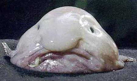  塌鼻子水滴鱼成为世界最丑的动物