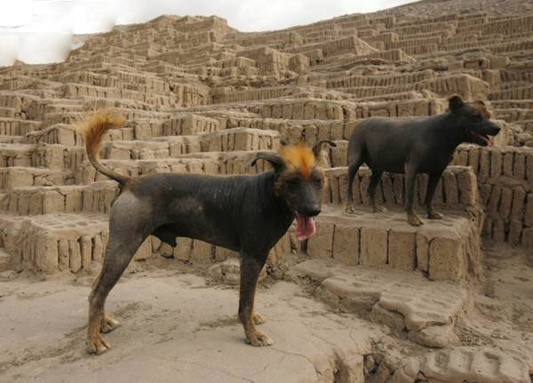 秘鲁印加兰花犬