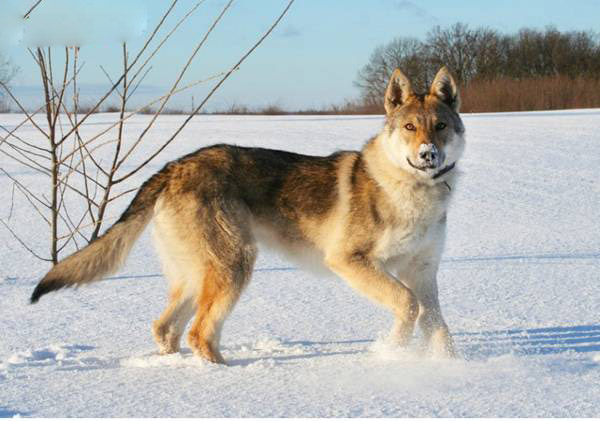 世界上最贵的狗排名1捷克狼犬