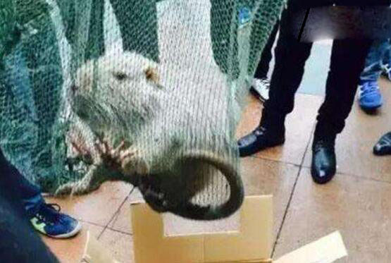 伊朗巨鼠,核辐射导致基因变异(吃人)