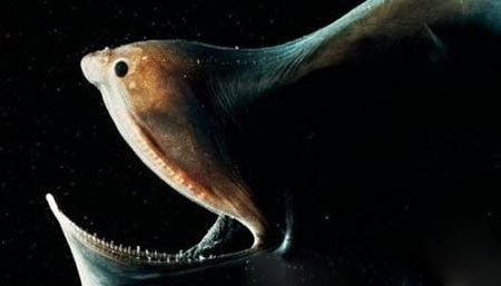 吞鳗的身长可达到1.8米