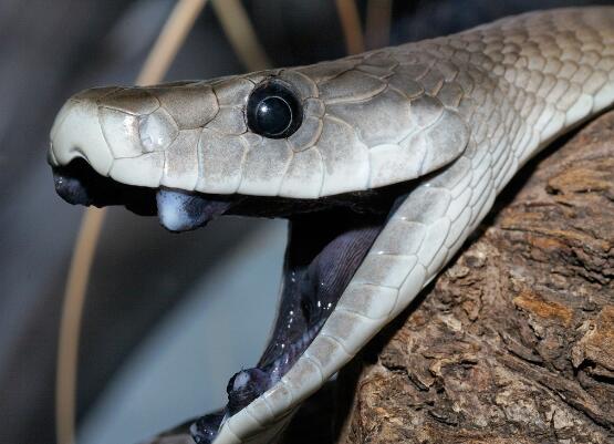 世界最致命的蛇，黑曼巴蛇是非洲人民的噩梦