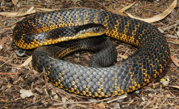 世界最致命的蛇，黑曼巴蛇是非洲人民的噩梦