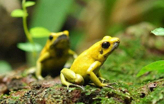 黄金箭毒蛙，世界上最毒最美的青蛙且没有天敌!