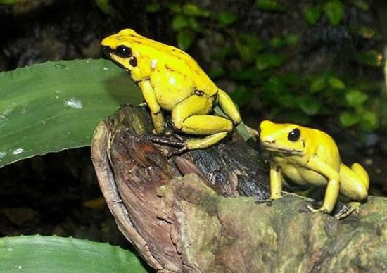 世界上最毒的青蛙—黄金箭毒蛙