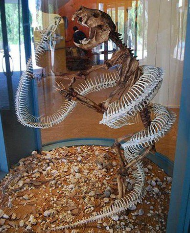 盘点远古六大巨蛇：沃那比蛇是最古老的蛇