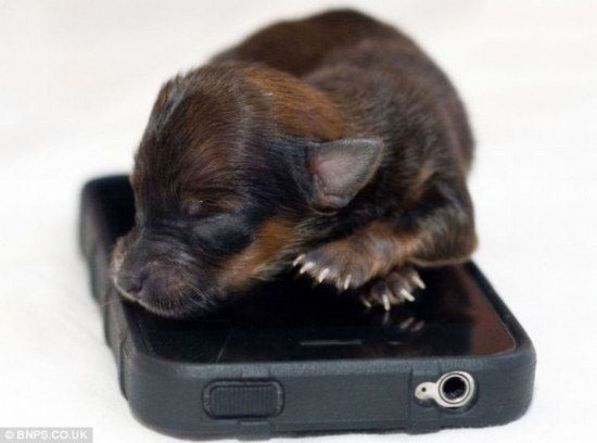 吉尼斯世界纪录上最小的狗，身长只有10厘米(4英寸)