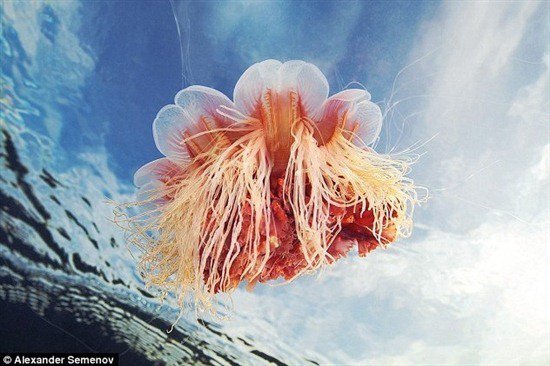 北极霞水母触手长35米，世界上体型最大的水母