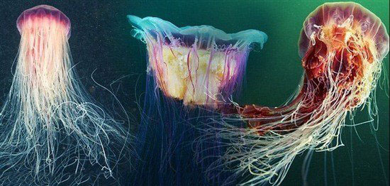 北极霞水母触手长35米，世界上体型最大的水母