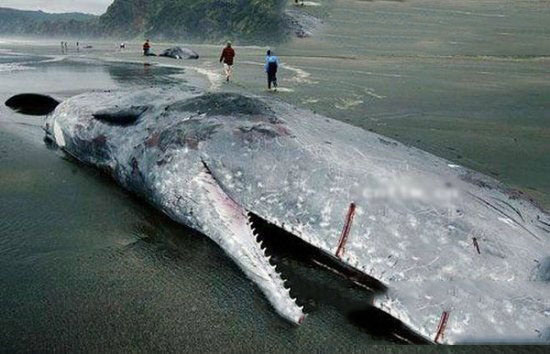 世界上最诡秘的海底动物，翻车鱼重约3吨