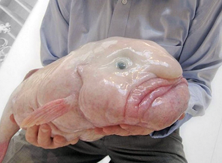 世界上最诡秘的海底动物，翻车鱼重约3吨