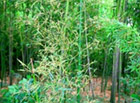 揭秘为何竹子开花成了不祥之兆？