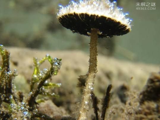 水下繁殖的蘑菇