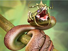 动物中寿命最长的竟是一条蛇，绿茸线蛇可活