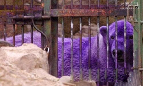 紫色北极熊是真的吗？揭秘世界十大罕见的动物
