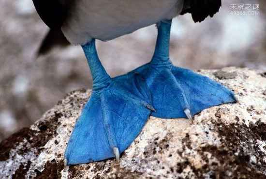 蓝脚鲣鸟：宛如动画走出的神奇精灵