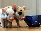 世界上最贵的猪：超级萌宠茶杯猪身价高达11