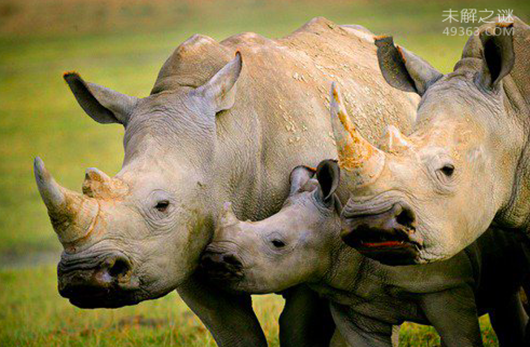 中国五大濒危动物盘点 苏门答腊犀牛只有二百只