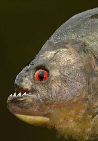 世界十大最凶残鱼类:黑色食人鱼咬合力胜恐龙