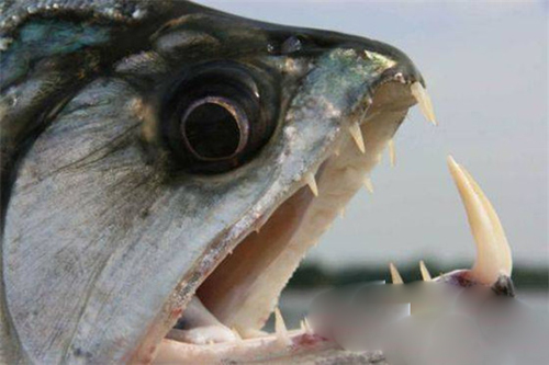 世界十大最凶残鱼类:黑色食人鱼咬合力胜恐龙