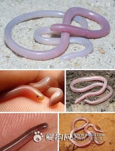 世界上最小的蛇类，盲蛇可轻易放在一枚1圆的硬币上