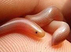 世界上最小的蛇类，盲蛇可轻易放在一枚1圆