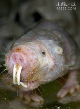 世界十大最丑陋的动物：长鼻猴鼻子可以长到约18厘米长
