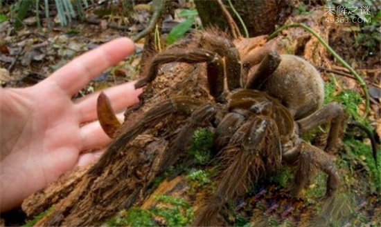 巨蜘蛛吃人太可怕