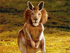 史前巨兽袋狮：比狮子更加可怕的掠食霸王