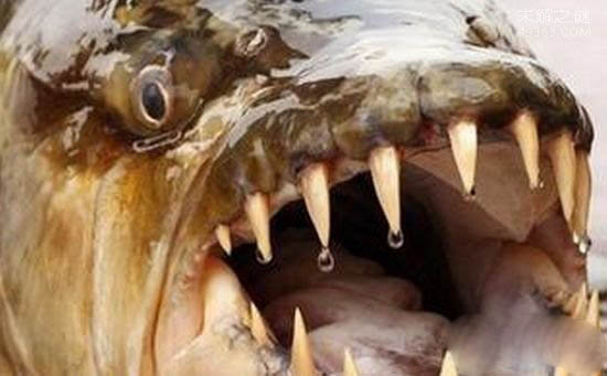巨型非洲虎鱼长有32颗牙齿，饥饿时可攻击人类！