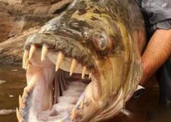 巨型非洲虎鱼长有32颗牙齿，饥饿时可攻击人类！