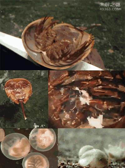 比黄金还要贵重的鲎血,居然是蓝色的
