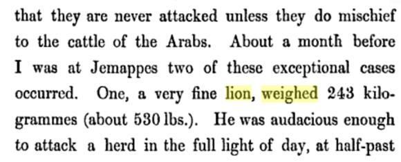 世界上最大的狮子,已经灭绝的巴巴里狮体长3米