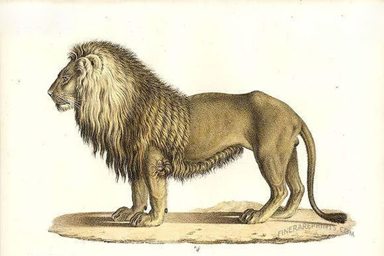 世界上最大的狮子,已经灭绝的巴巴里狮体长3米