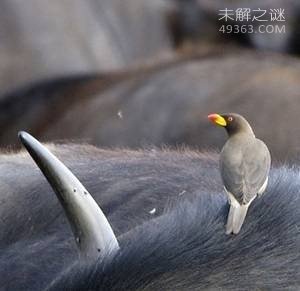 盘点十种现实生活中的吸血生物