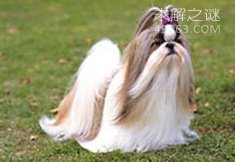 NO.8 西施犬 13.4岁