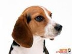 NO.9 比格猎兔犬 13.3岁