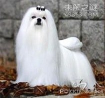 马尔济斯犬 