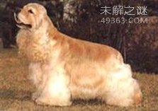 NO.6 美国可卡犬 12.5岁