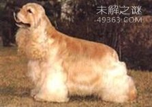 NO.6　美国可卡犬 12.5岁