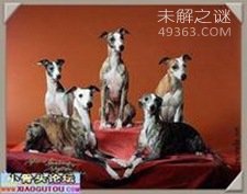 NO.5 惠比特犬 14.3岁