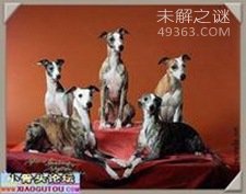 NO.5　惠比特犬 14.3岁