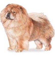 NO.7 松狮犬 13.5岁