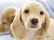 NO.4 迷你腊肠犬 14.4岁