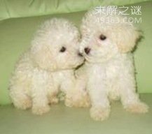 NO.3 玩具贵宾犬 15岁