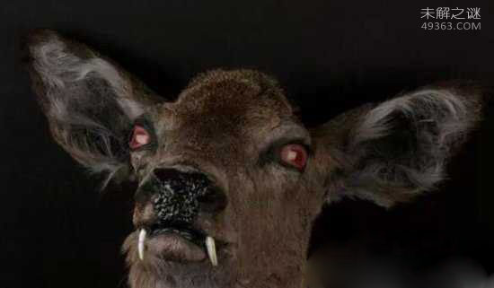 吸血鬼鹿图片曝光 尖牙伸出嘴外攻击力强