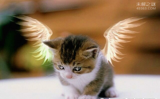 天使猫是什么